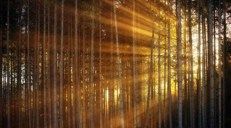 Sunrise Forest Sunlight Sunbeam Rays Light Morning Haze
