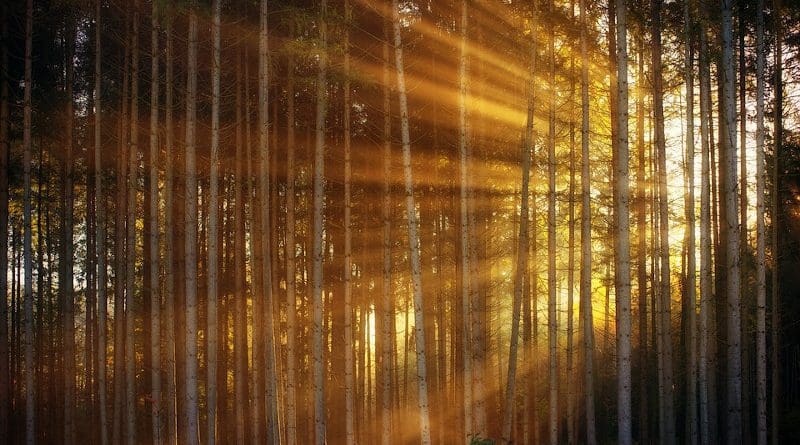 Sunrise Forest Sunlight Sunbeam Rays Light Morning Haze