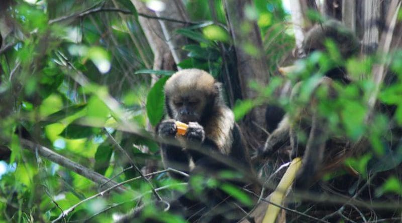 In a habitat with high hunting pressure, the risk of predation influences the habits of these monkeys more than the availability of food. CREDIT Irene Delval/IP-USP