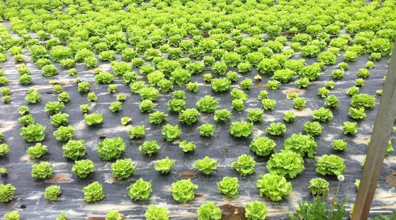A productive lettuce yield following the researchers' new biodisinfestation method. CREDIT Image: Maite Gandariasbeitia et al