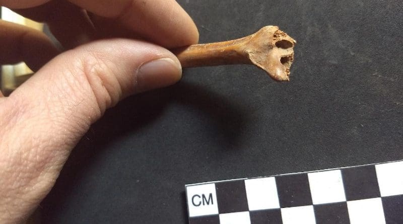 One of the rabbit bones dated for the study. CREDIT Andrew Somerville, Iowa State University