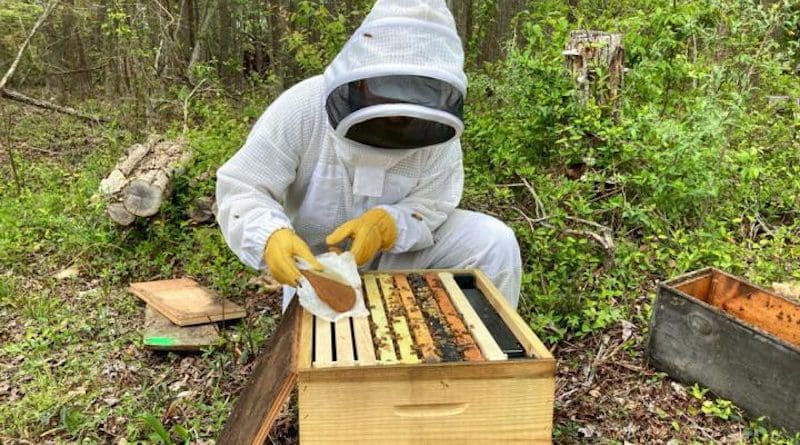 A Beemmunity employee, Abraham McCauley, applies a pollen patty containing microsponges to a hive as part of colony trials. CREDIT Nathan Reid