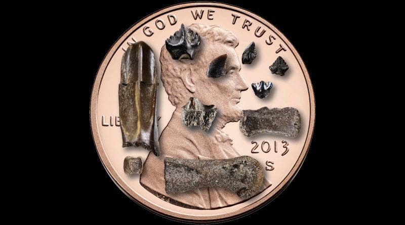 This photograph shows perinatal (baby) dinosaur bones and teeth from the Prince Creek Formation, northern Alaska (penny is 19 mm in diameter). CREDIT Patrick Druckenmiller