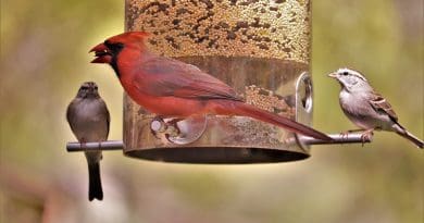 Cardinal Red Bird Male Bird Feeder Wildlife Nature