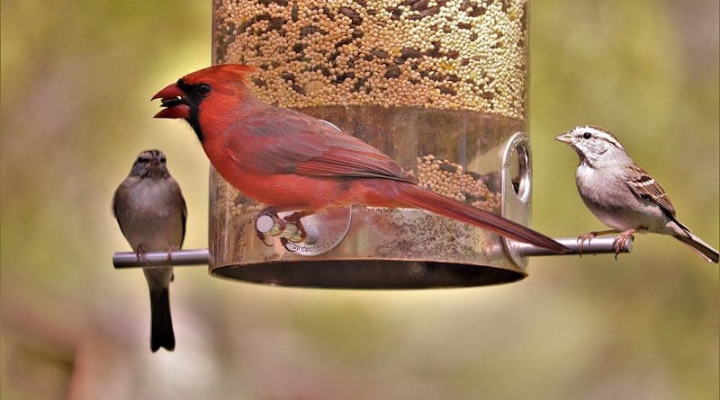 Cardinal Red Bird Male Bird Feeder Wildlife Nature