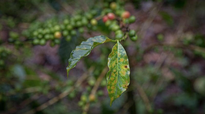 COVID-19's socio-economic effects will likely cause another severe production crisis in the coffee industry, according to a Rutgers University-led study. CREDIT Zack Guido