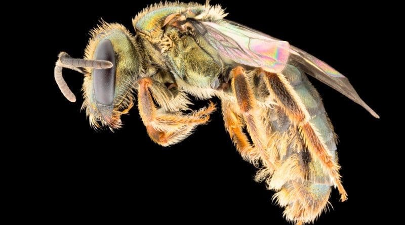 Homalictus fijiensis, a common bee in the lowlands of Fiji. CREDIT James Dorey, Flinders University