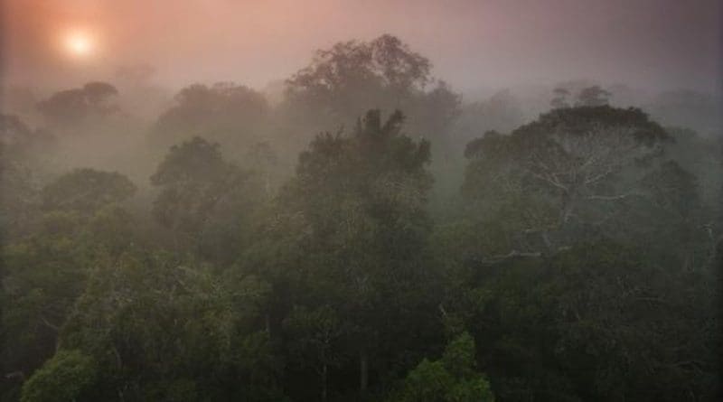 Direct impact of rising levels of carbon dioxide over the Amazon rainforest would be a reduction in rainfall equivalent to or even greater than the impact of complete substitution of the forest by pasture CREDIT João Marcos Rosa/AmazonFACE