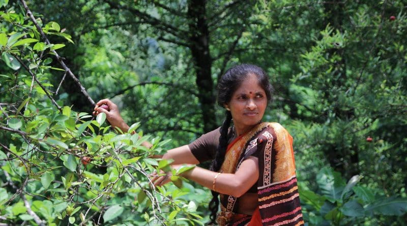 Despite often contributing to sustainable management practices, rural women are one of the most excluded groups. Photo from Western Ghats, India. CREDIT Alliance of Bioversity International and CIAT/E.Hermanowicz