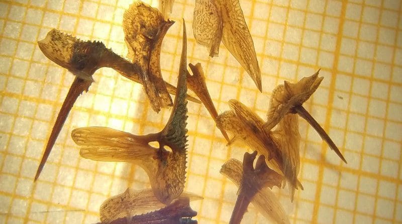 These 12,000-year-old stickleback bones were found in Finnmark by researchers from the Norwegian Geological Survey (NGU). They were well enough preserved that biologists could identify the species — and learn something about evolution. Photo: Anders Romundset, NGU / NTNU