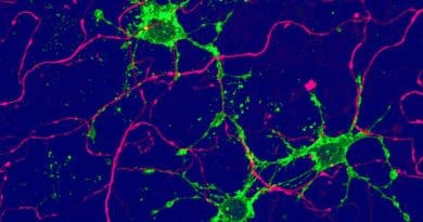 New type of glia cell (green), arising from adult stem cells in the brain, contact nerve cells (magenta). CREDIT Image: University of Basel, Biozentrum