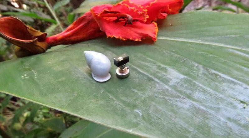 A Partula hyalina snail resting on a wild red ginger leaf next to a Michigan Micro Mote computer system in a forest edge habitat in Tahiti. Credit: Inhee Lee