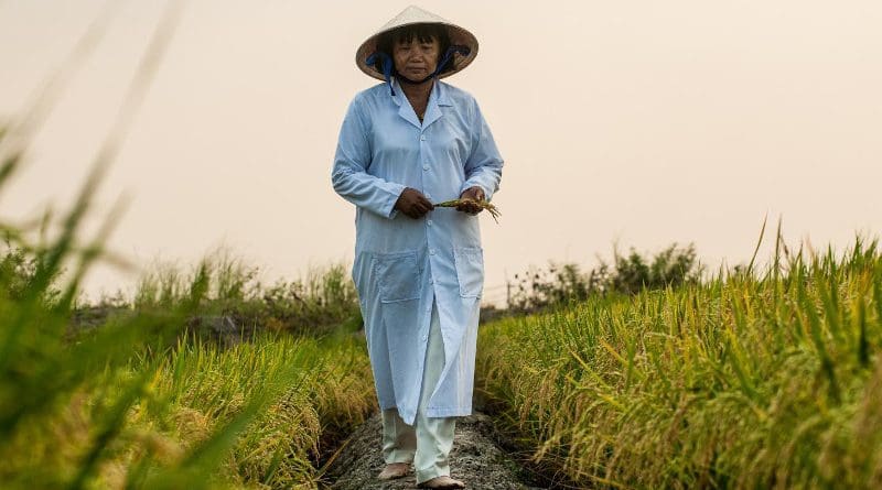 Working alongside international collaborators, the Earlham Institute's rice genomics project in Vietnam identifies new varieties to help breed climate-resilient rice crops. CREDIT Mekong Delta, Vietnam, March 2014. Credit: Georgina Smith, CIAT