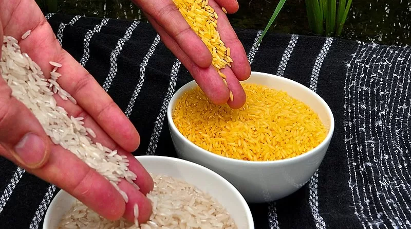 Golden Rice grain compared to white rice grain in screenhouse of Golden Rice plants. Photo Credit: International Rice Research Institute (IRRI), Wikipedia Commons