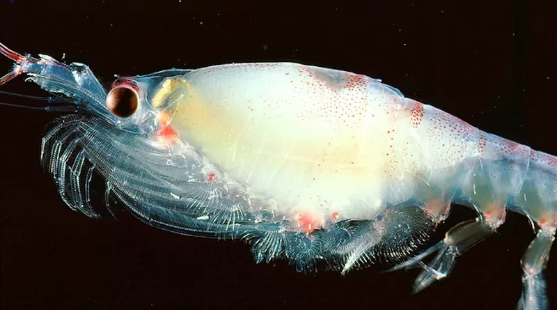 A gravid female krill, meaning she is carrying thousands of eggs and ready to to spawn. CREDIT: Photo by Langdon Quetin.