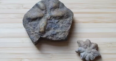 Two fossils of Brooksella alternata, an invertebrate animal that swam in the ocean roughly 500 million years ago. CREDIT: Glenn Asakawa/CU Boulder