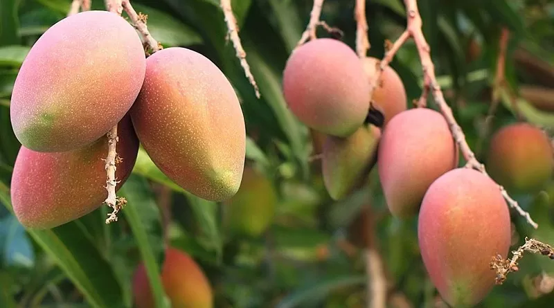 Fresh Haribhanga (Harivanga) Mangoes from Rangpur, Bangladesh. Photo Credit: Nasif05, Wikipedia Commons