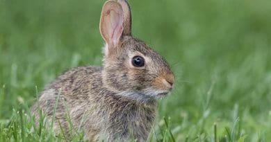 Rabbit Bunny Animal Cottontail Rabbit Wildlife