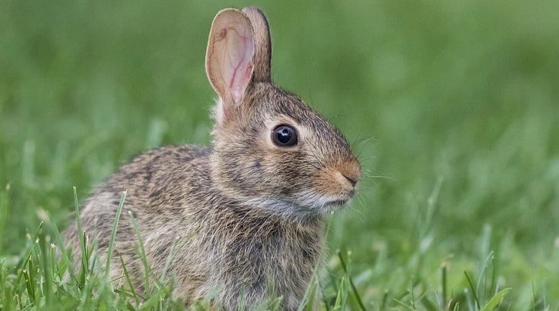 Rabbit Bunny Animal Cottontail Rabbit Wildlife