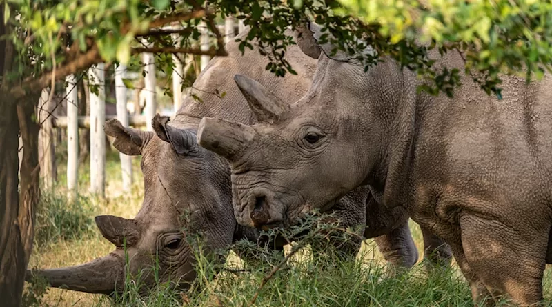 Last two northern white rhinos CREDIT: BioRescue - Rio the photographer