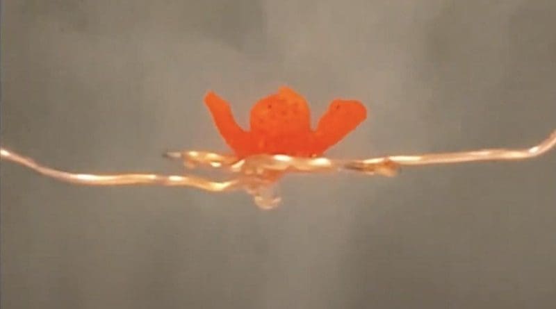 A 3D-printed flower demonstrates the qualities of a multi-functional printing gel that responds to moisture. CREDIT Photo from the Ke Functional Research Group at Dartmouth.