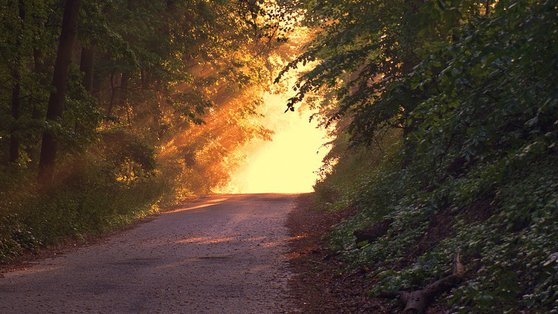 Twilight Forest Path Sunset Sunlight Way Dusk Trees Woods