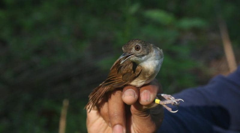 A Sulawesi babbler from the island of Wawoni. CREDIT Rob Griffin