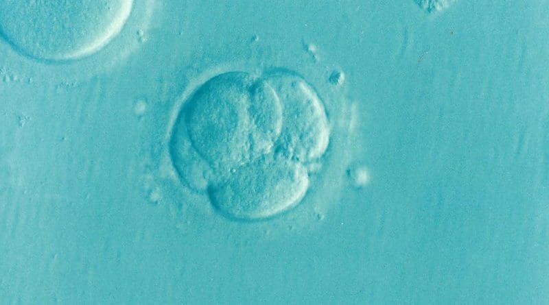 in vitro Embryo Ivf Icsi Infertility Fertility