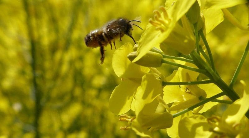 Solitary wild bee on an oilseed rape flower CREDIT N Beyer