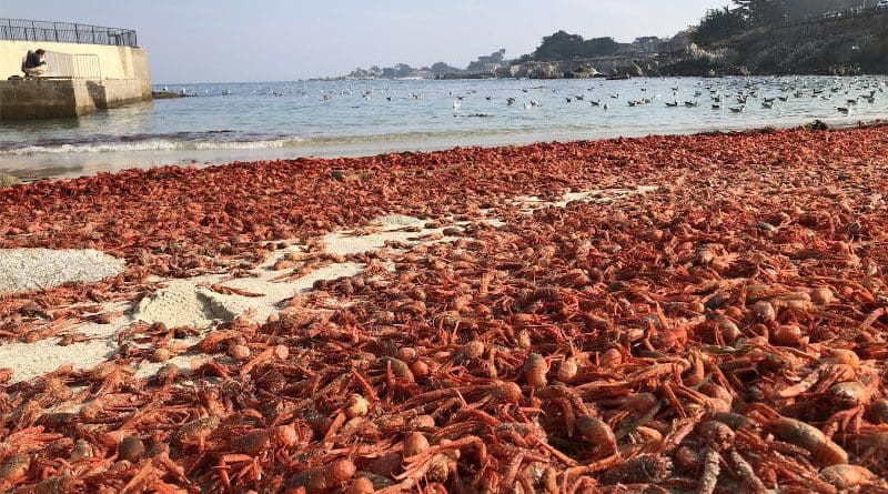 During pelagic red crab stranding events--like this one documented at a beach in Pacific Grove, California--the small red crustaceans wash ashore en masse in areas far north of their usual home range in the Mexican state of Baja California. CREDIT Photo by Stephanie Brodie
