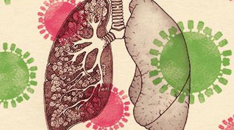 New hope to modulate the damage the flu wrecks on the lungs CREDIT Joana Carvalho, IGC 2021