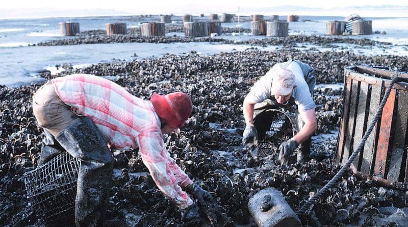 Harvesting oysters from beds by hand in Willapa Bay, Washington state, United States. Photo Credit: Bob Williams, NOAA, Wikipedia Commons