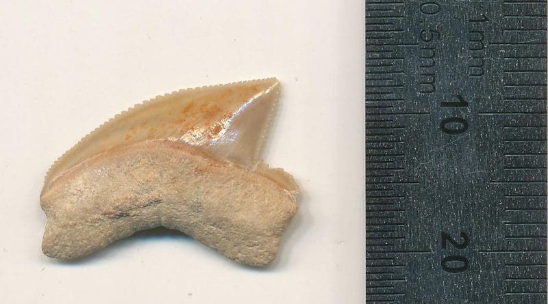 Fossilised Squalicorax tooth Nr. #07815 from the Jerusalem site. CREDIT Omri Lernau