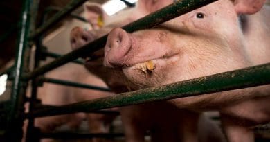 pigs farm cage