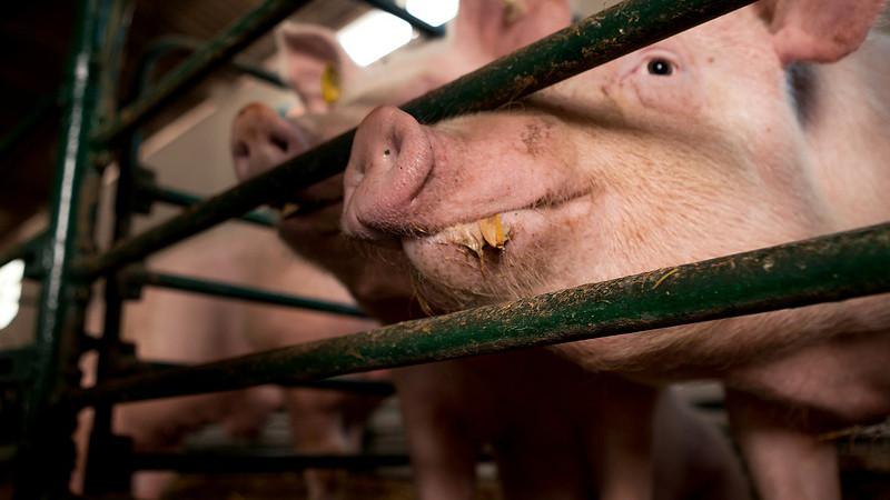 pigs farm cage