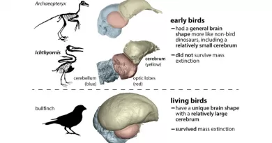 The ancestors of living birds had a brain shape much different from other dinosaurs (including other early birds). This suggests that brain differences may have affected survival during the mass extinction that wiped out all nonavian dinosaurs. CREDIT: Christopher Torres / The University of Texas at Austin