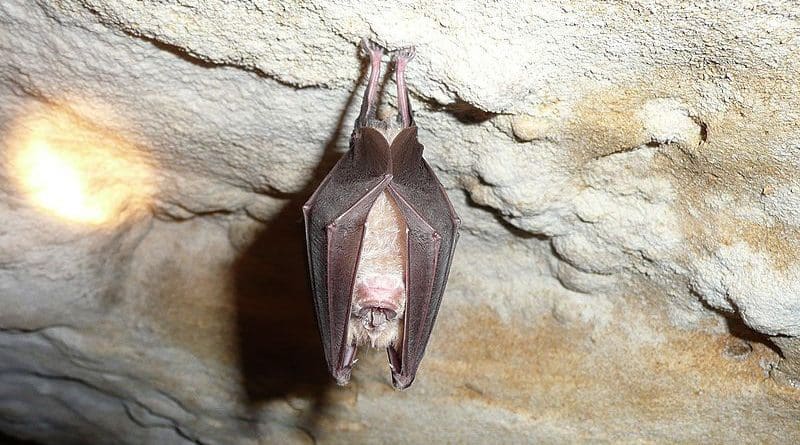 A horseshoe bat. Photo Credit: Marie Jullion, Wikipedia Commons