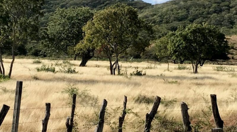 Pasture in Estelí Department, Nicaragua. The long dry season and low water table limit the amount of row crops that can be grown. Stockpiled pastures like this keep the ground covered to prevent erosion. Photo credit: R. Kohn, 2020]