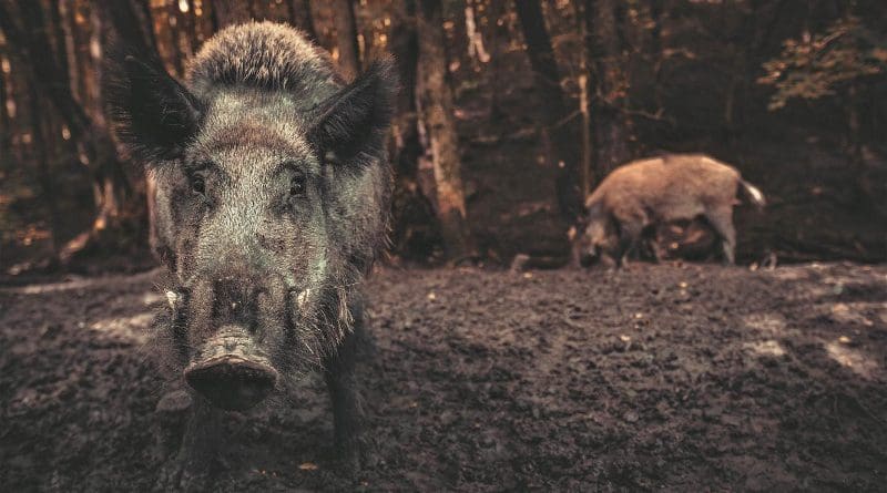 "Wild pigs are just like tractors ploughing through fields, turning over soil to find food," Dr O'Bryan said. CREDIT The University of Queensland