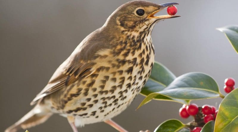 A song thrush eating holly fruits. The long fruiting period of hollies from autumn to late winter overlaps with the northward migration of song thrushes and, therefore, these have the potential to disperse holly seeds at long distances towards cooler latitudes. CREDIT David Chapman