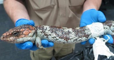 A shingleback lizard seized at Perth airport by Western Australia's Department of Biodiversity, Conservation and Attractions. CREDIT Photo supplied by Department of Biodiversity, Conservation and Attractions, Western Australia.