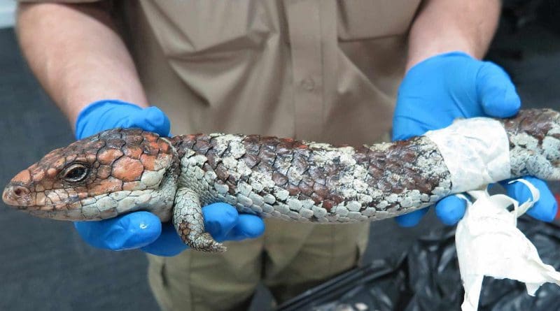 A shingleback lizard seized at Perth airport by Western Australia's Department of Biodiversity, Conservation and Attractions. CREDIT Photo supplied by Department of Biodiversity, Conservation and Attractions, Western Australia.