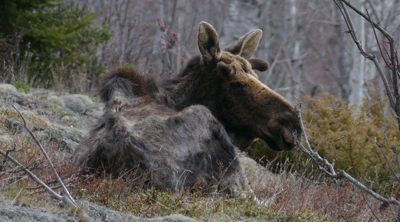 In this image from April 2021, an emaciated and nutritionally stressed bull moose -- who is also severely impacted by winter ticks -- beds down on the island. CREDIT Michigan Tech