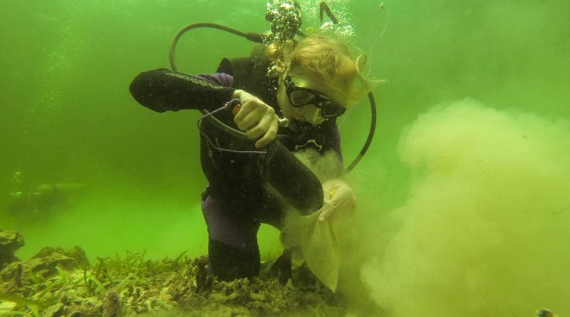 Erin Dillon collecting bulk surface sediment samples from a modern coral reef in Bocas del Toro, Panama. CREDIT STRI