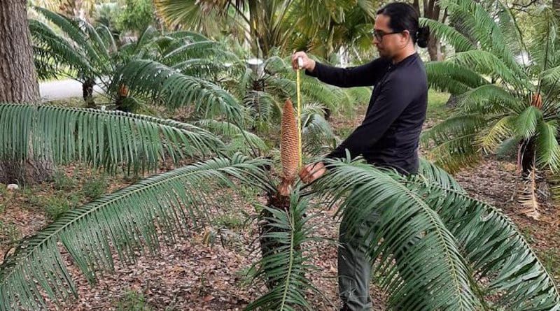 University of Guam cycad biologist Benjamin Deloso measures the size of a male cone of a 15-year-old Cycas micronesica plant at the Montgomery Botanical Center in Miami. The University of Guam is studying pollination biology of the Guam tree in this Florida site because the unhealthy trees in Guam are heavily damaged by invasive insect pests. CREDIT Montgomery Botanical Center
