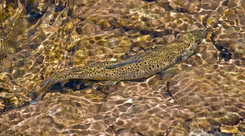 Brown trout in a creek. Photo Credit: Philthy54, Wikipedia Commons