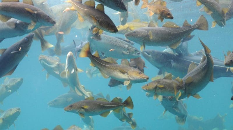 Cod stocks will probably decrease in the future CREDIT Photo: David Young via Fotolia