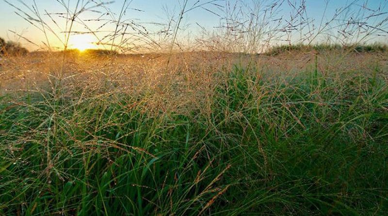 Taking soil cores in a prairie plot CREDIT K.Stepnitz, Michigan State University