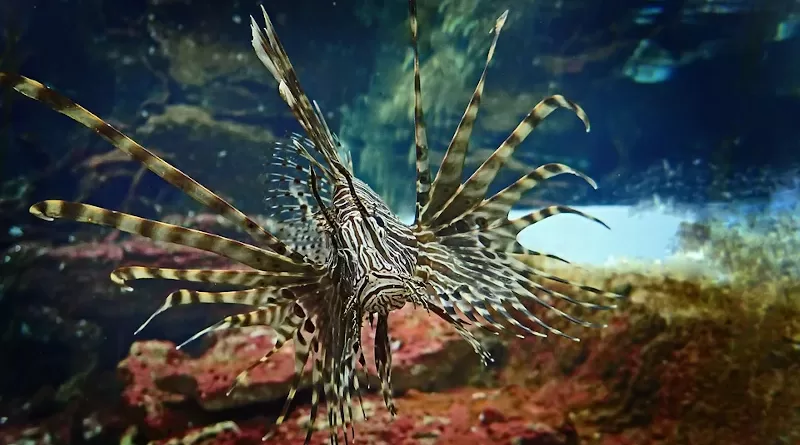 Lionfish Fish Underwater Nature Sea Waters