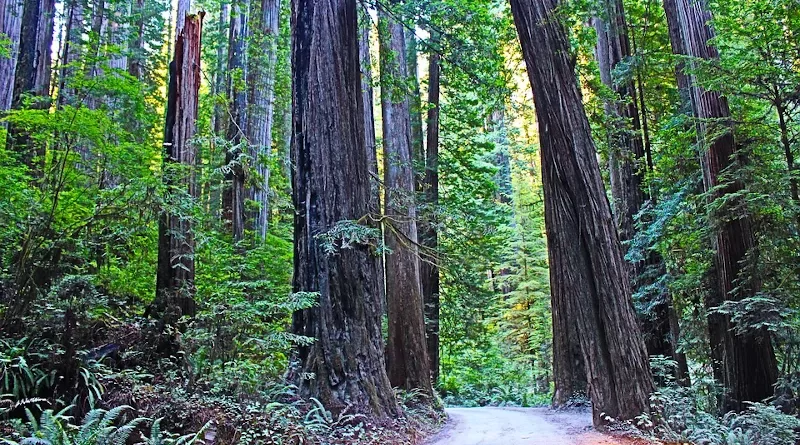 Forest Redwood National Park California Usa Redwood Travel